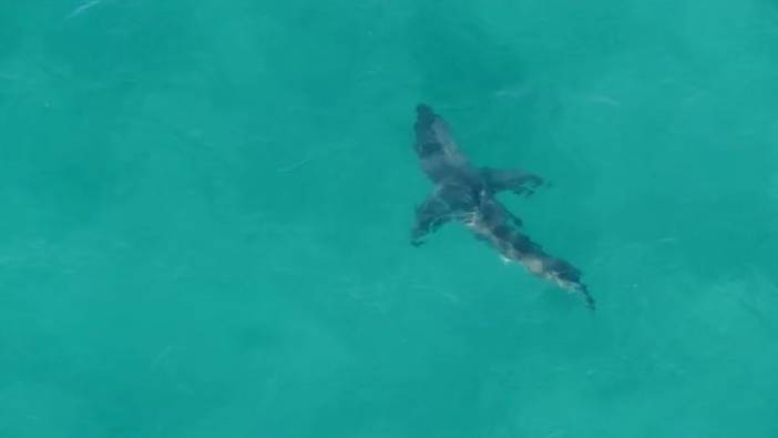 Avustralya’da kaybolan sörfçünün köpekbalığı saldırısında öldüğü değerlendiriliyor