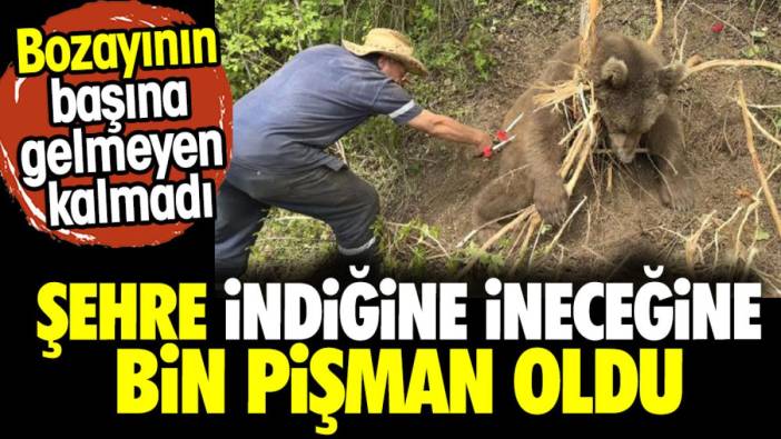 Şehre indiğine bin pişman oldu. Bozayının başına gelmeyen kalmadı