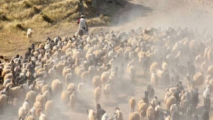 Çobanların sürülerle tozlu göç yolculuğu