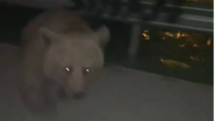 Bursa'da ayı araca saldırdı