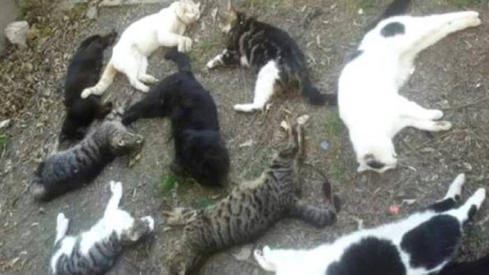 İstanbul'da vahşet. Bir sitede 20 kedi işkence edilerek öldürüldü. Ne istediniz bu masumlardan