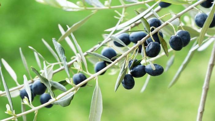 Zeytin yaprağı çayının müthiş yararları neler?