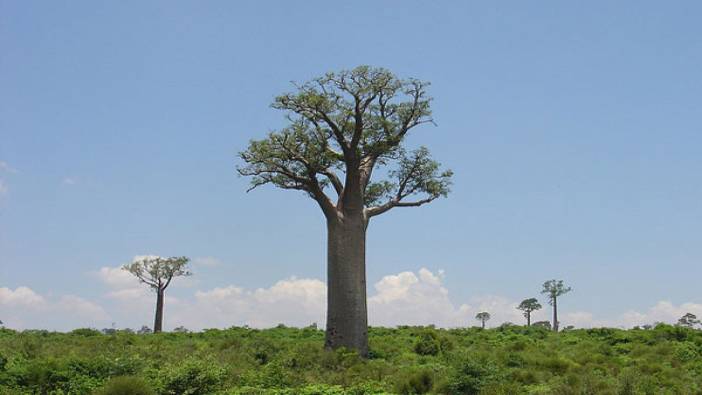 İşte Baobab Meyvesi…