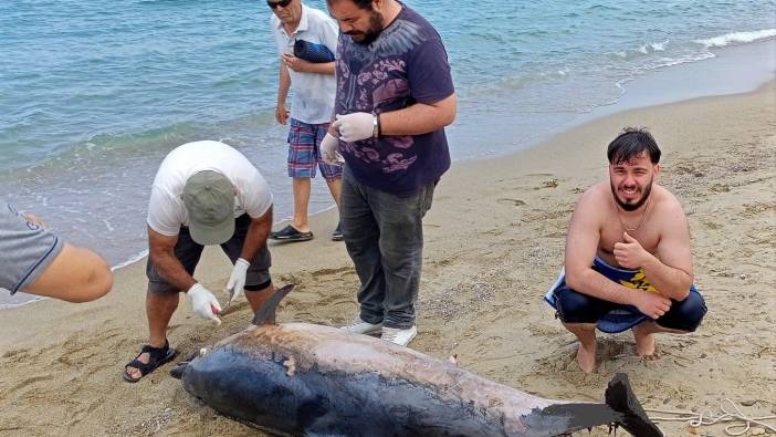 Kuşadası’nda iki yunus karaya vurdu