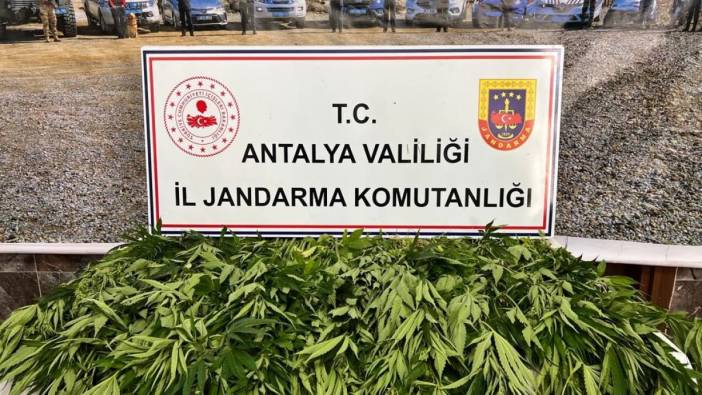 Antalya'da 268 kök kenevir ele geçirildi