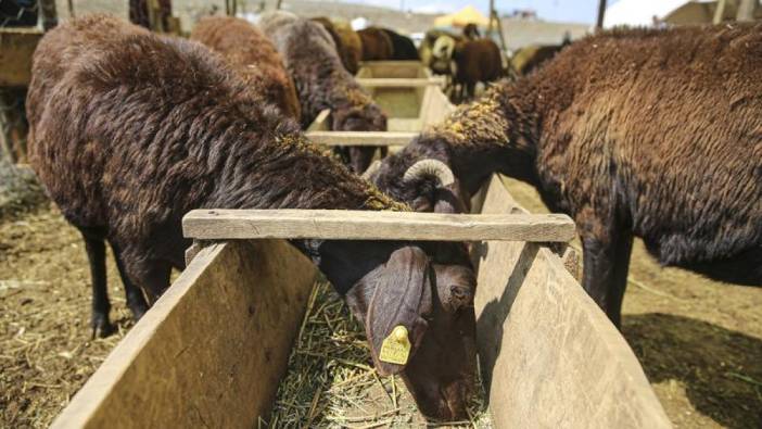 Yozgat'ta tüm hayvan pazarları 14 Haziran'a kadar kapatıldı