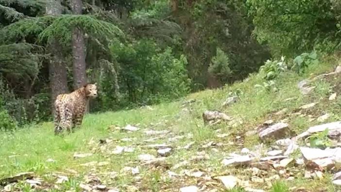 Anadolu leoparı yeniden görüntülendi. Efsane kadim topraklarda