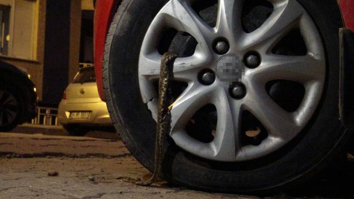 Otomobilin tekerleğinden çıkan devasa yılan mahalleyi ayağa kaldırdı