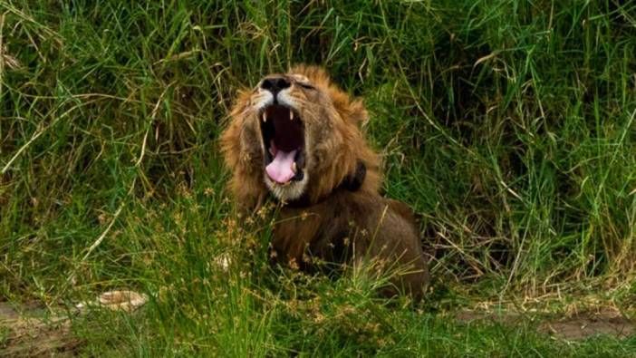 Kenya'da kuraklık nedeniyle aç kalan aslanlar yerleşim yerlerine saldırıyor