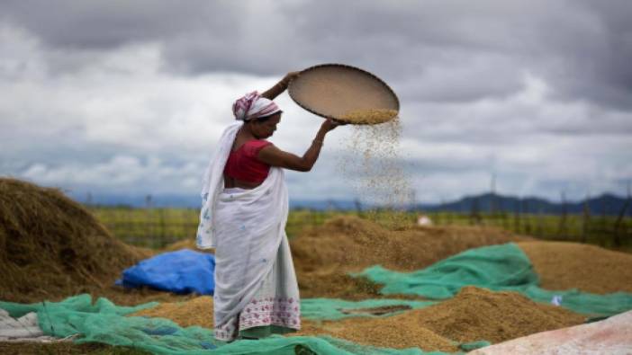 Hindistan 15 yıl sonra buğday stok hacmini sınırlandırıyor