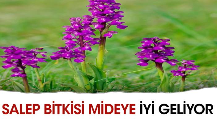 Mideye iyi gelen bitki