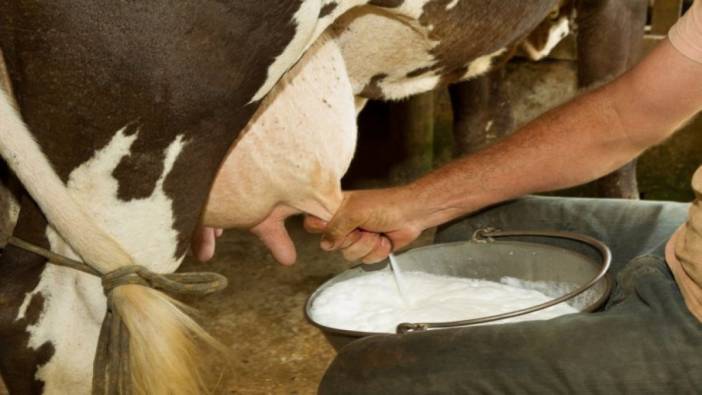 Süt üretimi bu ay arttı