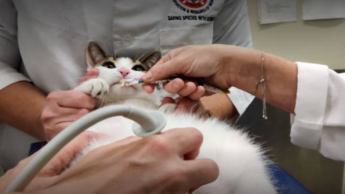Bilim insanlarından kedilere ameliyatsız kısırlaştırma