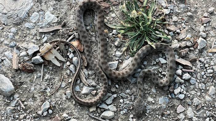 İstanbul'un göbeğinde yılan paniği