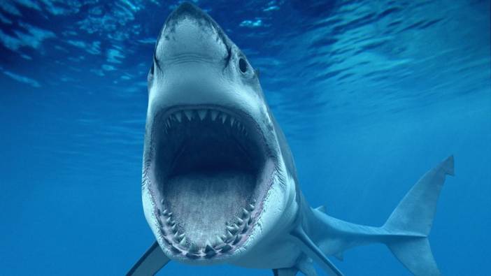 Belgesel çeken Netflix ekibine köpekbalıkları saldırdı