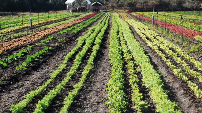 AB'nin organik tarım alanı genişliyor