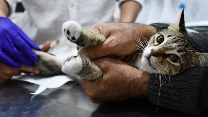 Felçli kedi yavrusu elektrik akımlı fizik tedaviyle yürümeye başladı