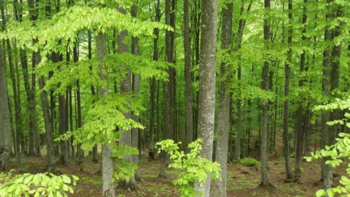 Samsun'da ormanlık alanlara girişler, 4 ay yasaklandı