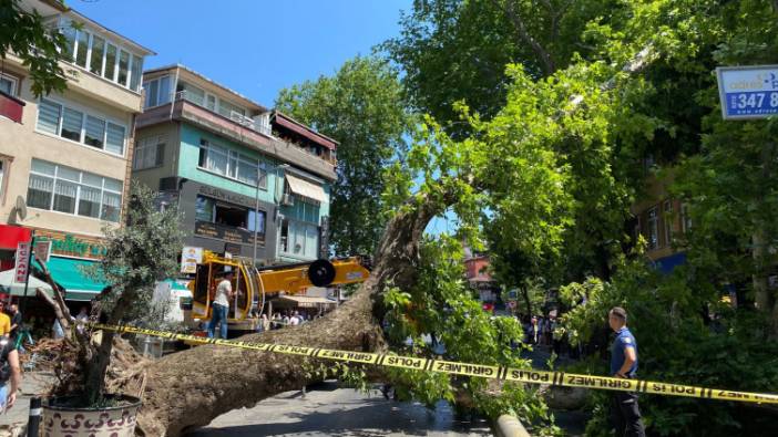 İstanbul'da 20 metrelik çınar ağacı yola devrildi. Cadde trafiğe kapandı