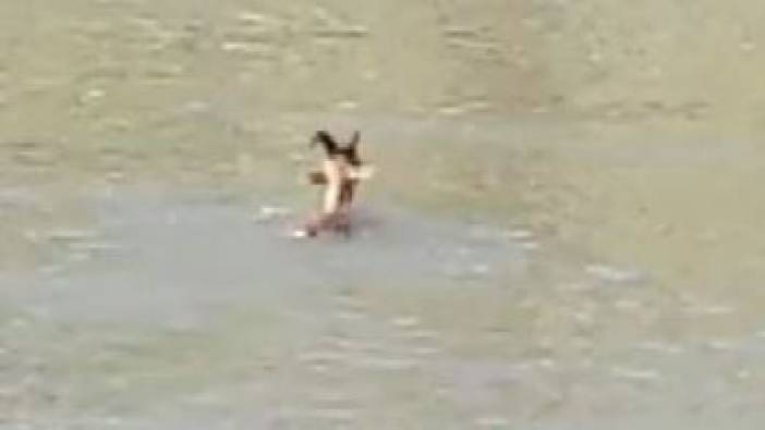 Köpekler saldırdı yaban keçisi kırık bacakla baraj gölüne atladı