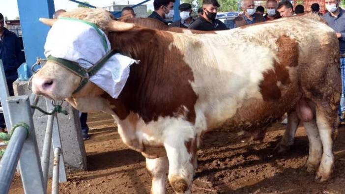 Kurban keserken kendinizi kesmeyin