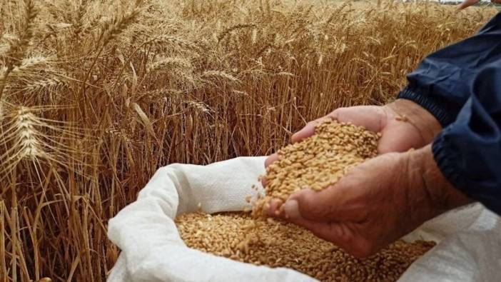 Türkiye 5 ayda 6.5 milyon ton buğday ithal etti. Bir zamanlar tahıl ambarıydık