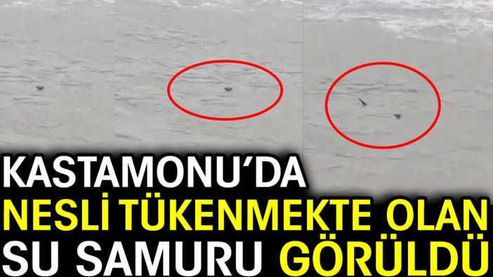 Kastamonu’da nesli tükenmekte olan su samuru görüldü