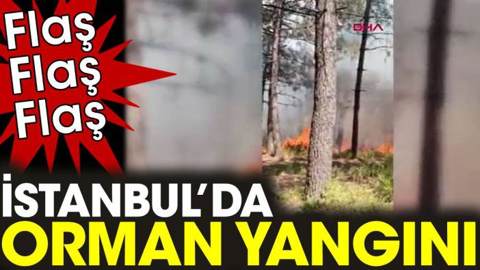 İstanbul'da orman yangını