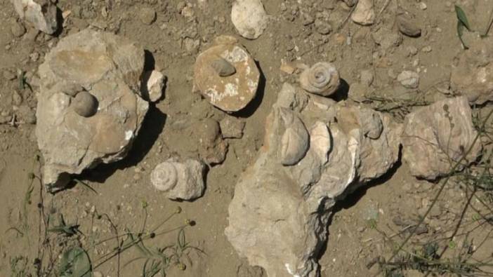 Muş'ta 20 milyon yıllık deniz canlıları fosili bulundu