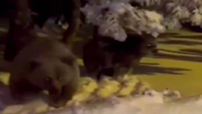 Ayı sesi çıkaran vatandaş, anne ayıyı sinirlendirdi
