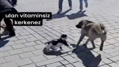 Kahraman kedi küçük köpeği büyük sokak köpeğinin saldırısından kurtardı