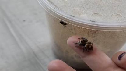 Evcil hayvan gibi beslediği örümceğine sinekleri avlattı