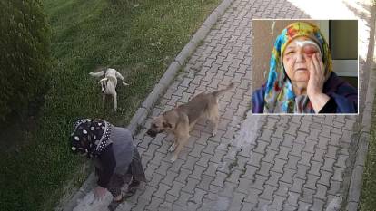 Edirne'de başıboş köpeklerin saldırısına uğrayan yaşlı kadın yaralandı; o anlar kamerada