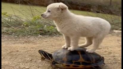 Kaplumbağanın sırtında yolculuk yapan yavru köpek yürekleri ısıttı