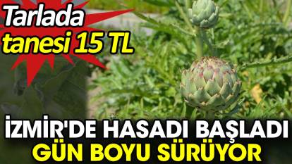 İzmir'de hasadı başladı gün boyu sürüyor. Tarlada tanesi 15 TL