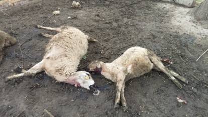 Kırşehir'de mandırıya giren kurtlar 40 koyunu öldürdü