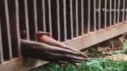 Kafesteki orangutanın çimlere dokunma çabası yürekleri dağladı