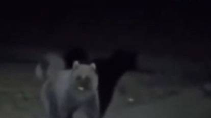 Tokat’ta ayılar kış uykusundan uyandı. Yiyecek arayan ayıların görüntüsü kameralara yansıdı
