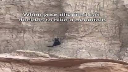 Engelli kedinin, kanyona tırmanma macerası