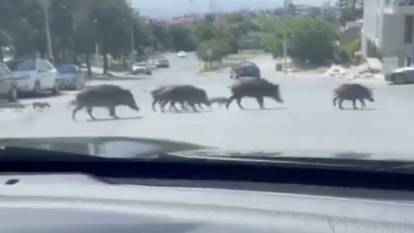 İzmir'de trafikte sürü halinde gezen domuzlar şaşkınlık yarattı