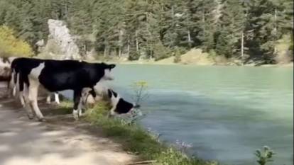Sıcak havadan bunalan inekler kendilerini nehre attı