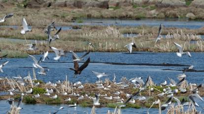 Buzları çözülen Çalı Gölü göçmen kuşların uğrak yeri oldu