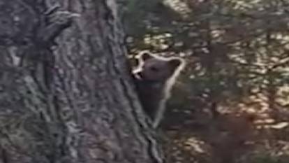Yavru ayı insanlardan korkunca 15 metrelik ağaca tırmandı