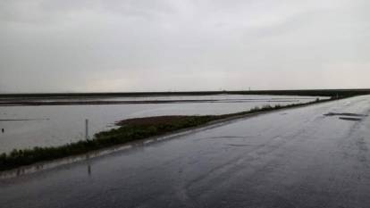 Şiddetli yağışlar ekili arazileri sular altında bıraktı