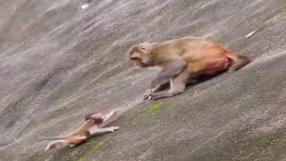 Anne maymun yavrusunu uçurumdan aşağı attı!