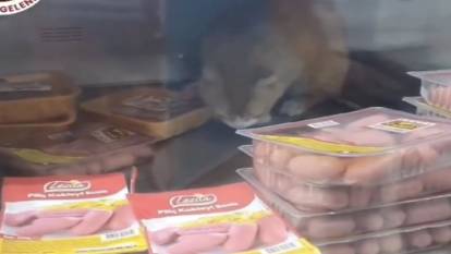 İzmir'de bir marketin şarküteri rafına giren kedinin videosu tepki topladı
