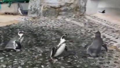 Sevimli penguenlerin kelebek kovalama yarışı