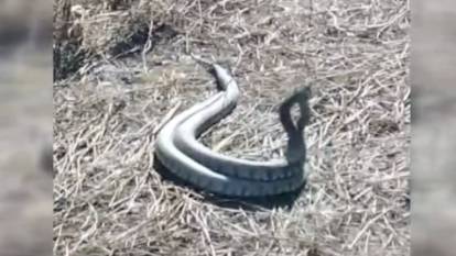Zehirli yılanların şaşırtıcı çiftleşme dansı viral oldu