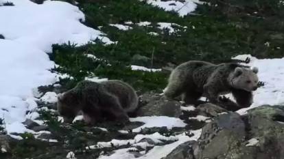 Kış uykusundan uyanan ayıların yiyecek arayışı