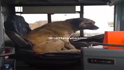 Sokak köpeği, boş bulduğu otobüsün şoför koltuğuna yerleşti